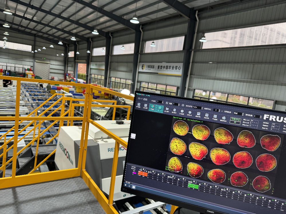 从果园到餐桌：茂名荔枝的电商丰收季(图4)