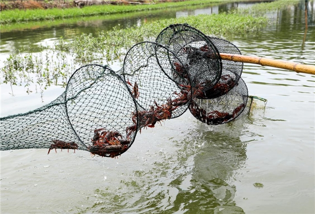 深耕社区央厨锅圈小龙虾如何从地理标志产地直抵餐桌(图3)