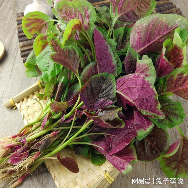 苋菜：夏季餐桌上的三色宝石鲜嫩又营养！(图1)