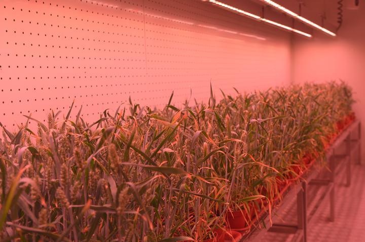 新时代中国调研行之看区域·中部篇｜融媒一线：看如此“接地开云体育气”的科幻“农”景(图3)