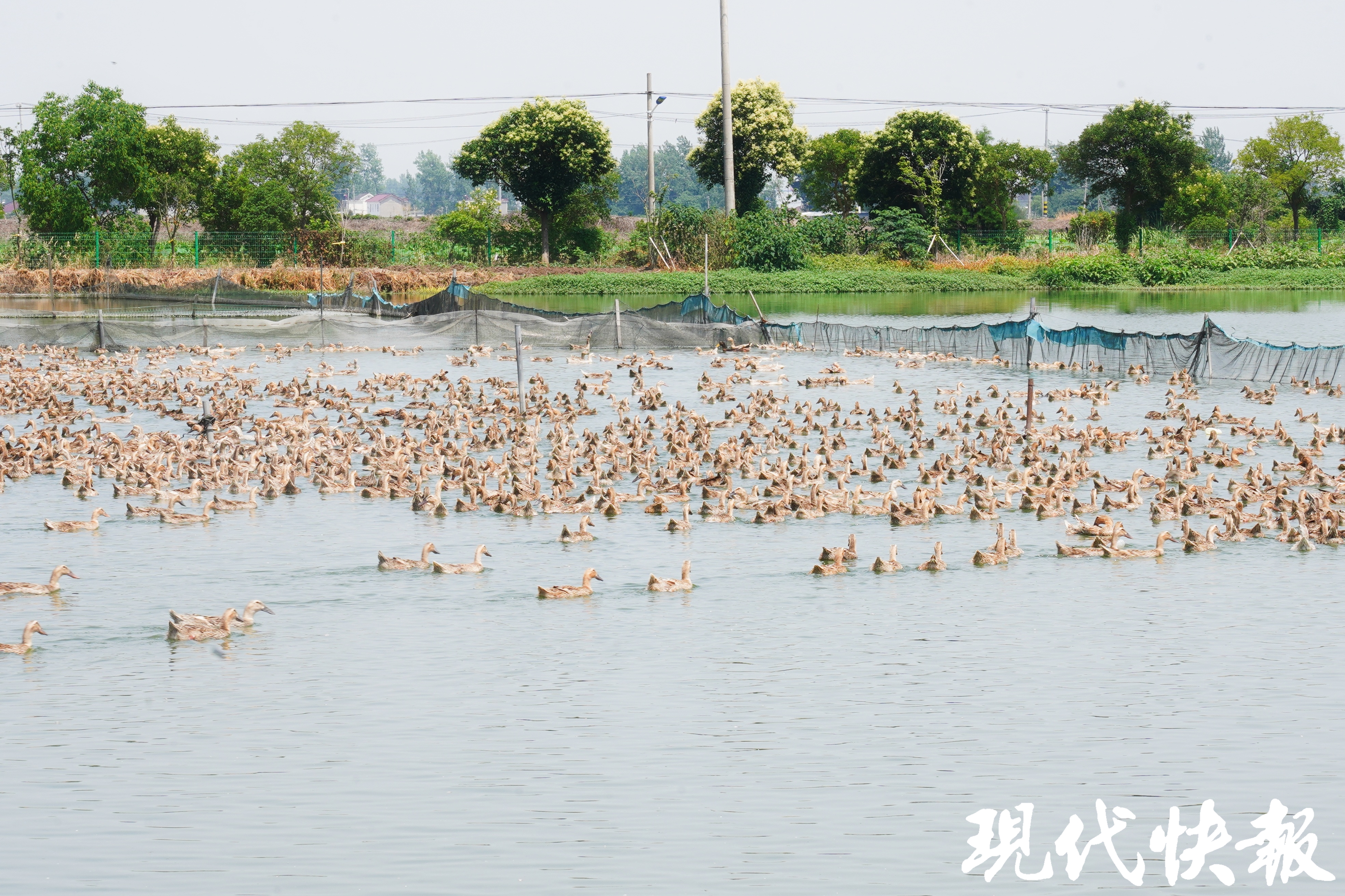 kaiyun体育全站从育种到餐桌一只鸭是如何俘获人们味蕾的？(图1)