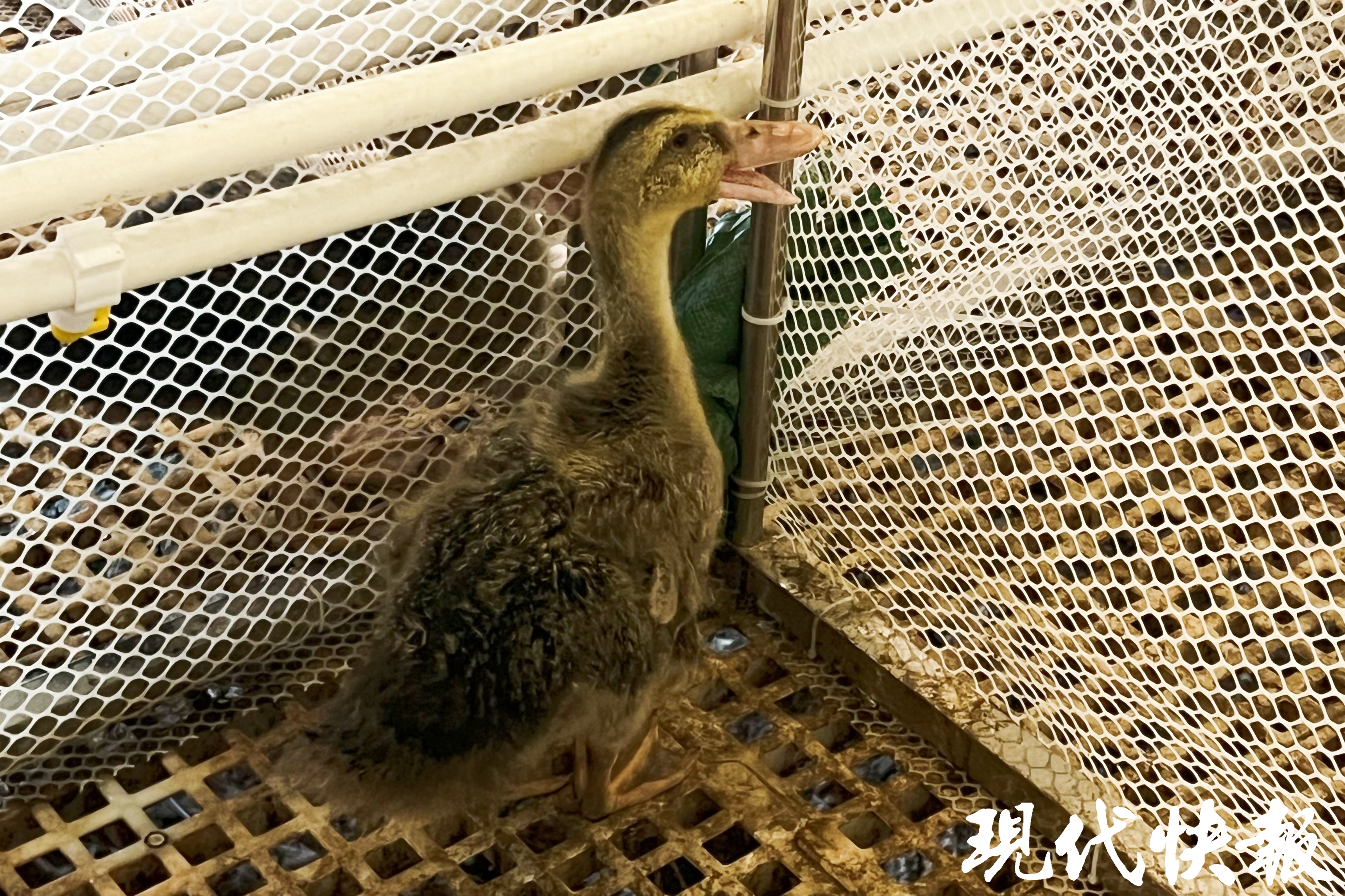 kaiyun体育全站从育种到餐桌一只鸭是如何俘获人们味蕾的？(图2)