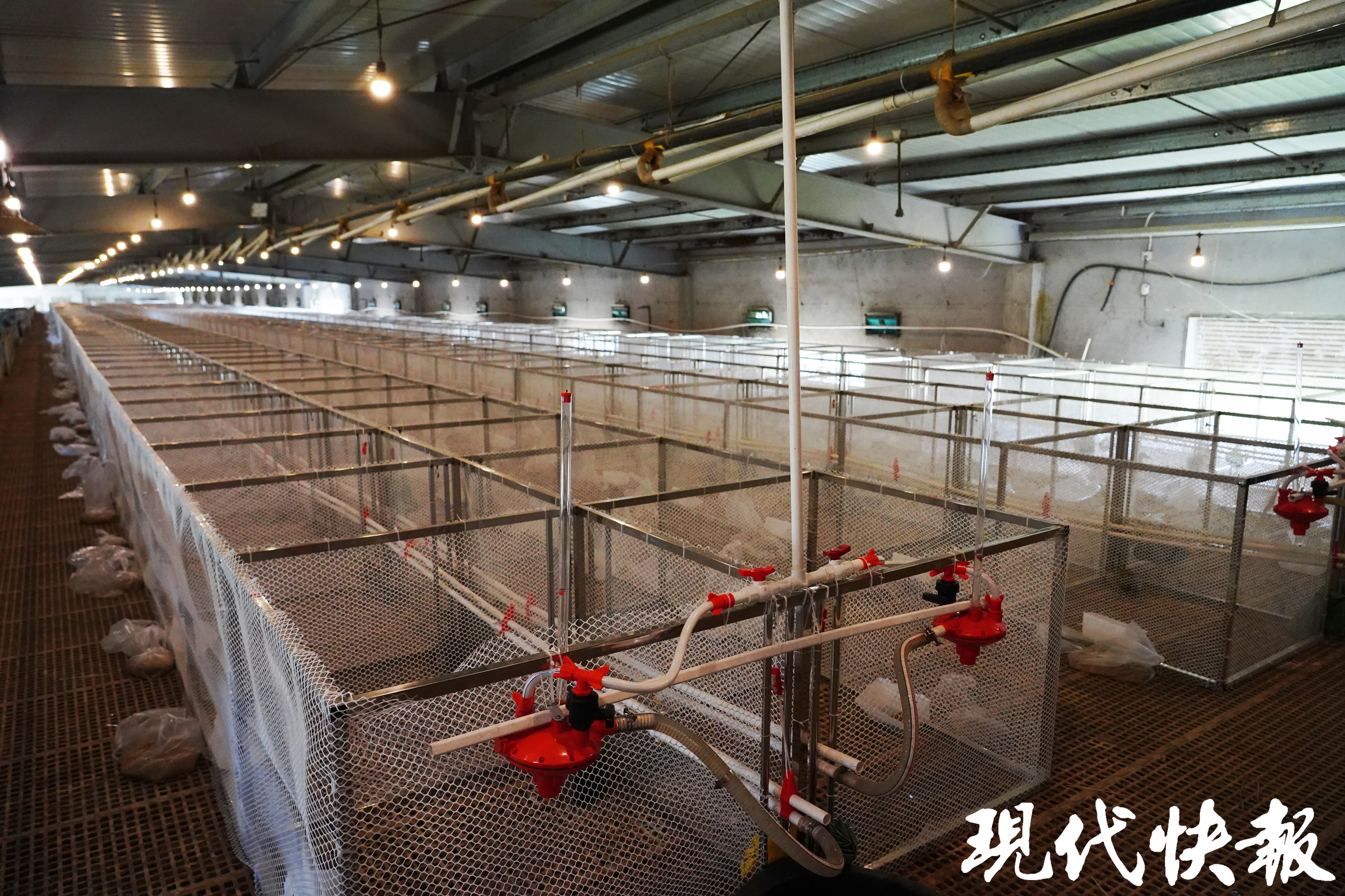 kaiyun体育全站从育种到餐桌一只鸭是如何俘获人们味蕾的？(图3)