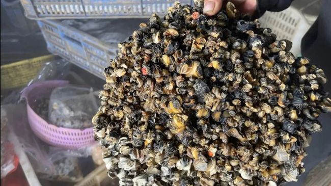 一只就有几千条寄生虫却被“伪装”送上餐桌！千万别乱吃福寿螺冒充田螺警示(图1)