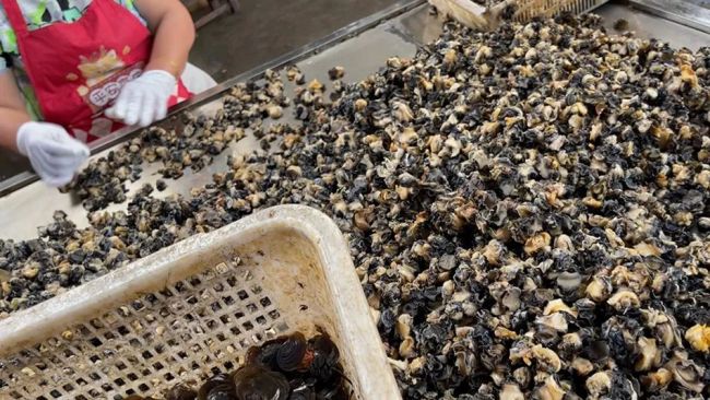 一只就有几千条寄生虫却被“伪装”送上餐桌！千万别乱吃福寿螺冒充田螺警示(图3)