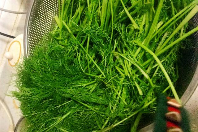 茴香怎么吃？味蕾盛宴探索茴香的百变吃法让餐桌更添风味！(图1)