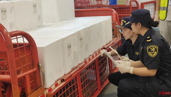 温哥华→成都！珍宝蟹22小时洲际穿越端上成都人餐桌｜开箱了大飞机(图4)