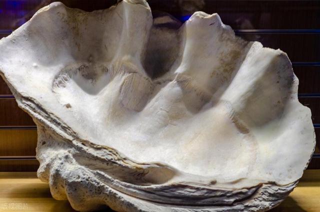 kaiyun体育全站在中国被誉为国宝在日本却端上餐桌食用？还有保护必要吗？(图6)