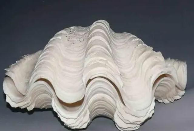 kaiyun体育全站在中国被誉为国宝在日本却端上餐桌食用？还有保护必要吗？(图2)