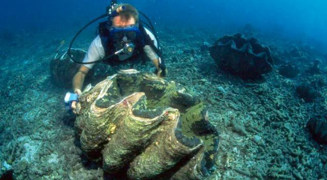 kaiyun体育全站在中国被誉为国宝在日本却端上餐桌食用？还有保护必要吗？(图1)