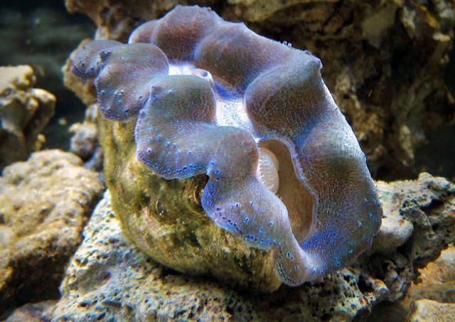 kaiyun体育全站在中国被誉为国宝在日本却端上餐桌食用？还有保护必要吗？(图5)