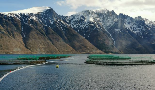 “冰海kaiyun体育网页版之皇”挪威三文鱼售价下降30%最快72小时从挪威到餐桌又要买买买？(图2)