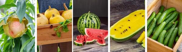 kaiyun体育全站从农场到餐桌上海迪士尼将本地特色农产品融入30余道夏日时令美食(图1)