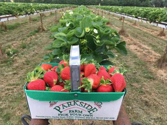 英国夏季亲身体验农家乐采摘采完就端上餐桌的快乐谁懂？!(图1)