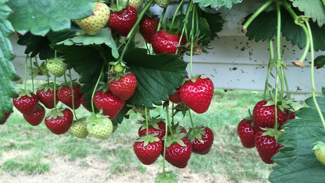 英国夏季亲身体验农家乐采摘采完就端上餐桌的快乐谁懂？!(图3)