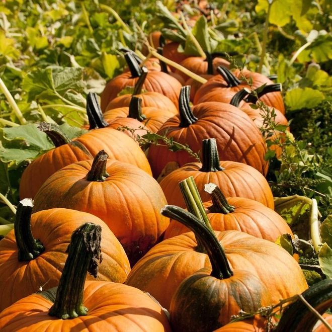 英国夏季亲身体验农家乐采摘采完就端上餐桌的快乐谁懂？!(图8)