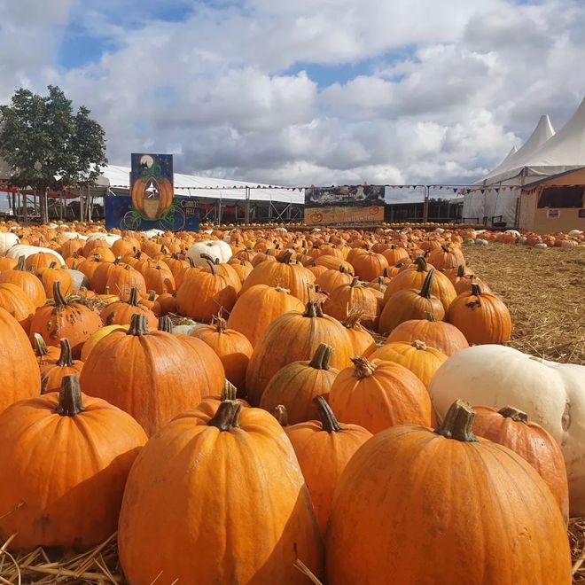 英国夏季亲身体验农家乐采摘采完就端上餐桌的快乐谁懂？!(图9)