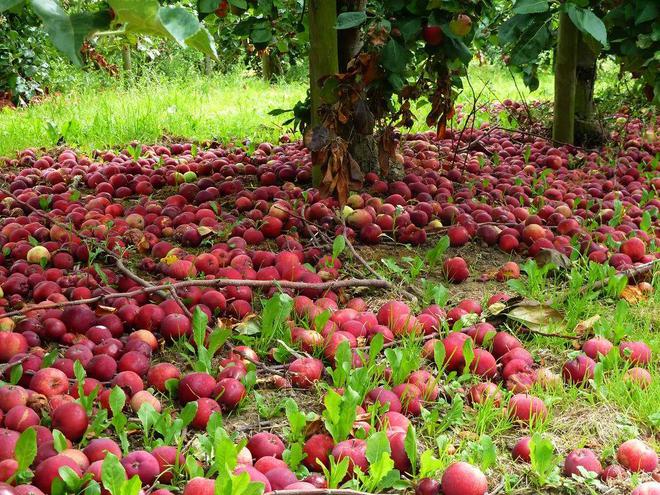 英国夏季亲身体验农家乐采摘采完就端上餐桌的快乐谁懂？!(图10)