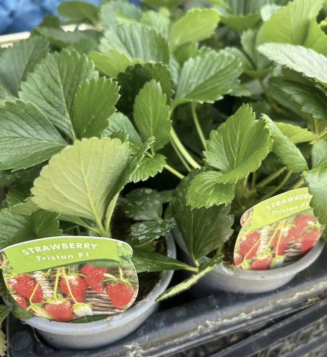 英国夏季亲身体验农家乐采摘采完就端上餐桌的快乐谁懂？!(图12)