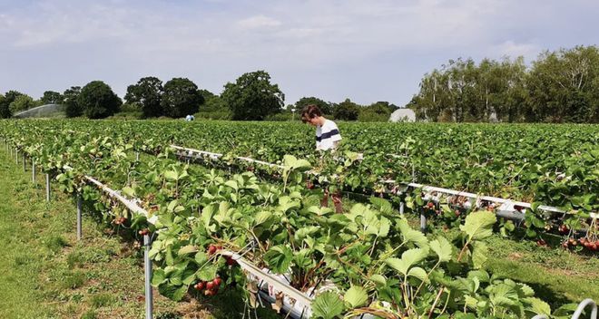 英国夏季亲身体验农家乐采摘采完就端上餐桌的快乐谁懂？!(图4)