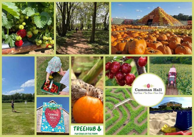 英国夏季亲身体验农家乐采摘采完就端上餐桌的快乐谁懂？!(图22)