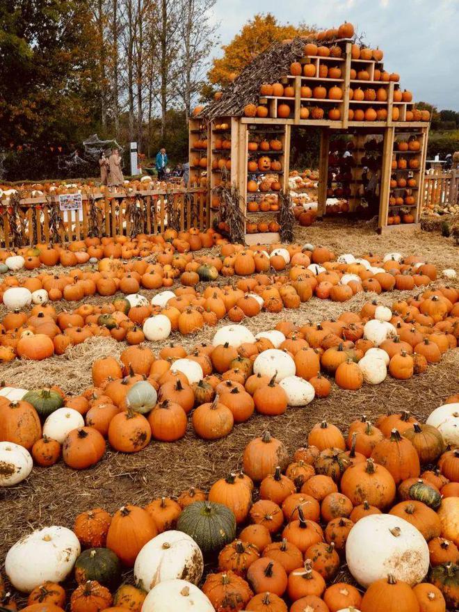 英国夏季亲身体验农家乐采摘采完就端上餐桌的快乐谁懂？!(图23)