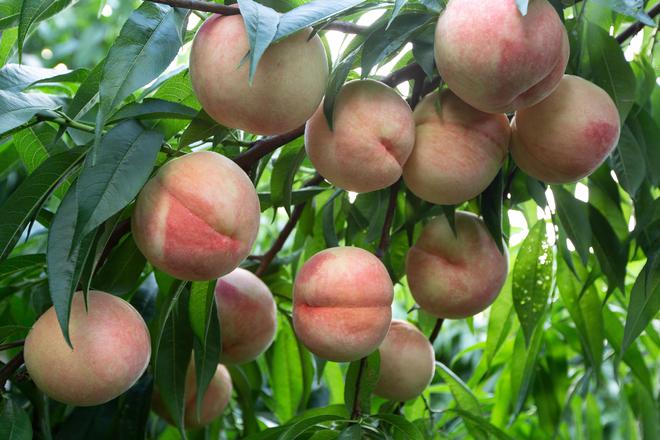 新华日报刊发阳山蜜桃：才下枝头就上国际餐桌(图2)