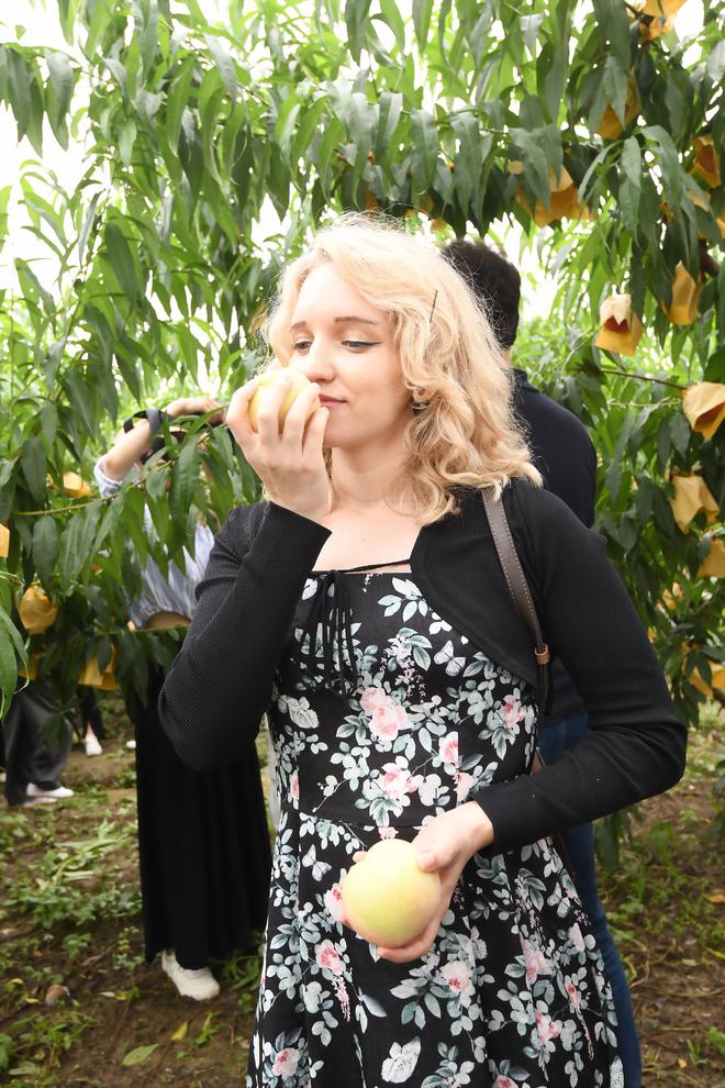 新华日报刊发阳山蜜桃：才下枝头就上国际餐桌(图3)