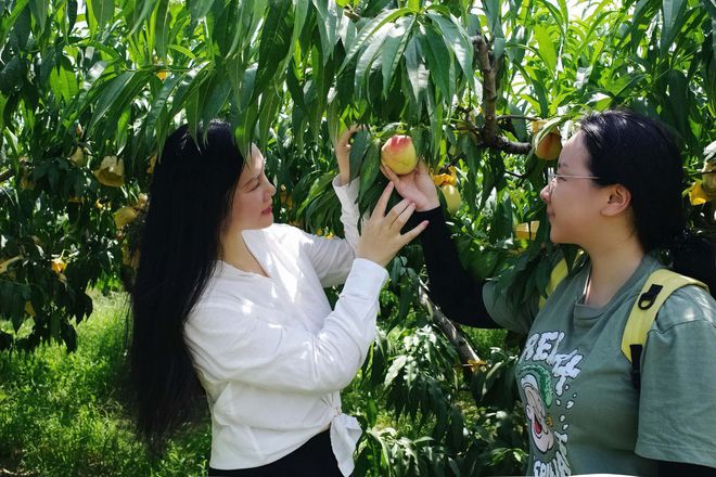 新华日报刊发阳山蜜桃：才下枝头就上国际餐桌(图7)