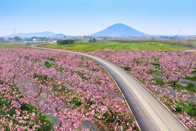 新华日报刊发阳山蜜桃：才下枝头就上国际餐桌(图8)