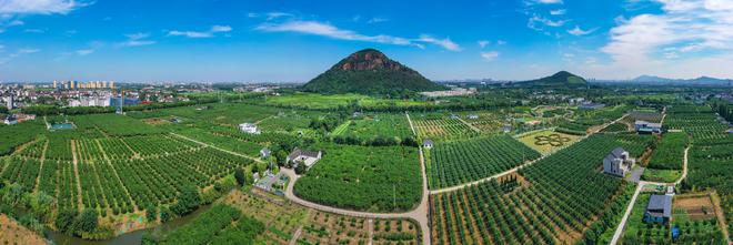 新华日报刊发阳山蜜桃：才下枝头就上国际餐桌(图10)