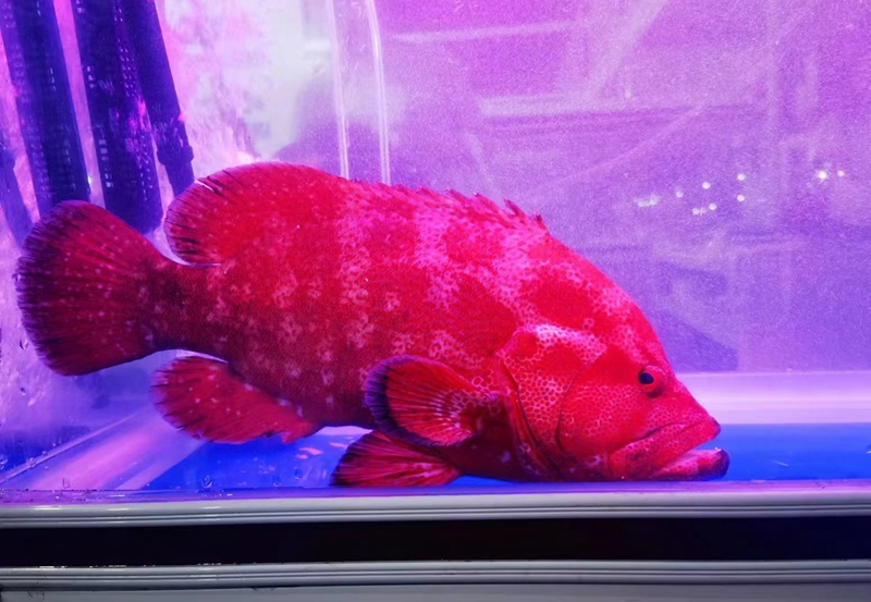 中国首批人工养殖红九棘鲈（红瓜子斑）走上餐桌(图2)