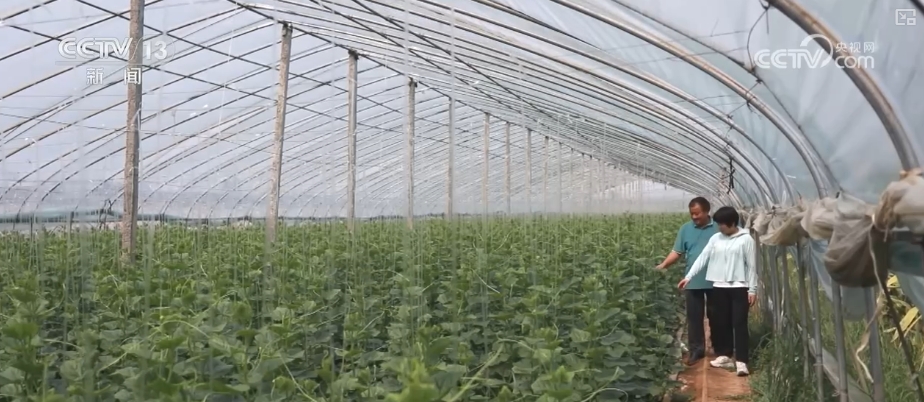 加大调货、预冷储藏运输百姓夏日餐桌新鲜蔬菜供应有基础(图2)