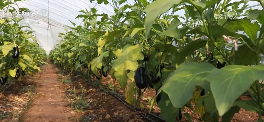 加大调货、预冷储藏运输百姓夏日餐桌新鲜蔬菜供应有基础(图1)