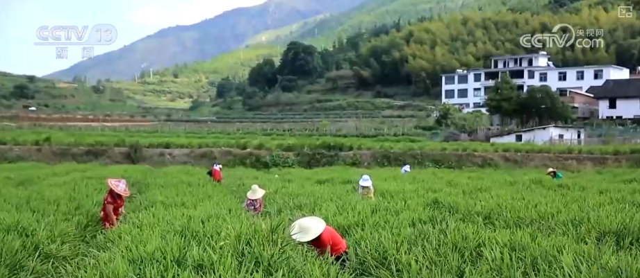 加大调货、预冷储藏运输百姓夏日餐桌新鲜蔬菜供应有基础(图4)