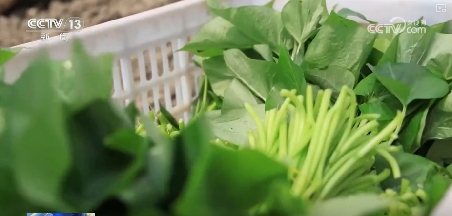 加大调货、预冷储藏运输百姓夏日餐桌新鲜蔬菜供应有基础(图8)