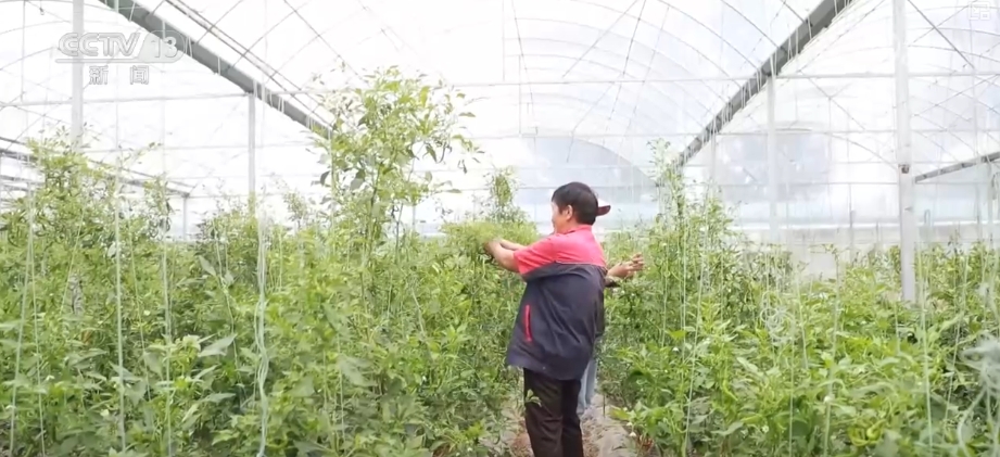 加大调货、预冷储藏运输百姓夏日餐桌新鲜蔬菜供应有基础(图7)