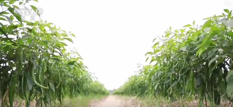 加大调货、预冷储藏运输百姓夏日餐桌新鲜蔬菜供应有基础(图9)