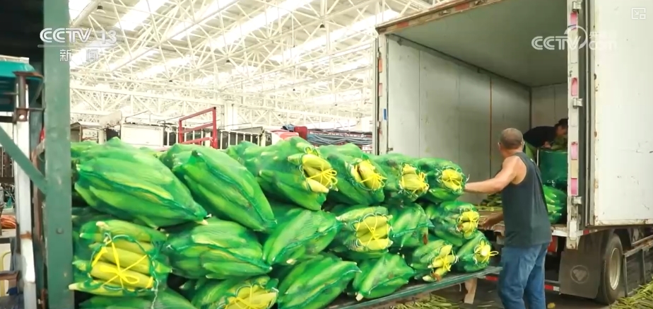 加大调货、预冷储藏运输百姓夏日餐桌新鲜蔬菜供应有基础(图11)