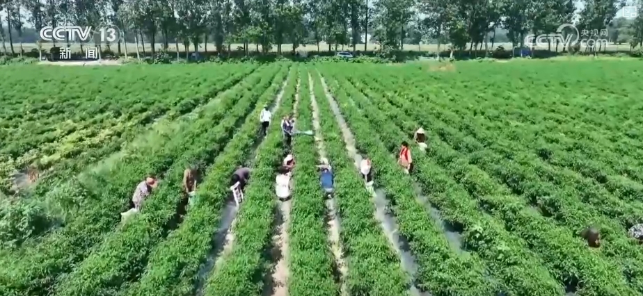 加大调货、预冷储藏运输百姓夏日餐桌新鲜蔬菜供应有基础(图10)