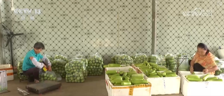 加大调货、预冷储藏运输百姓夏日餐桌新鲜蔬菜供应有基础(图12)