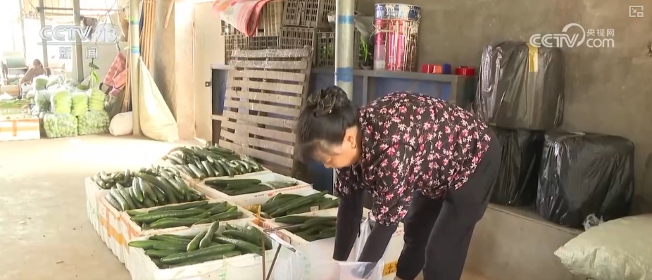 加大调货、预冷储藏运输百姓夏日餐桌新鲜蔬菜供应有基础(图13)