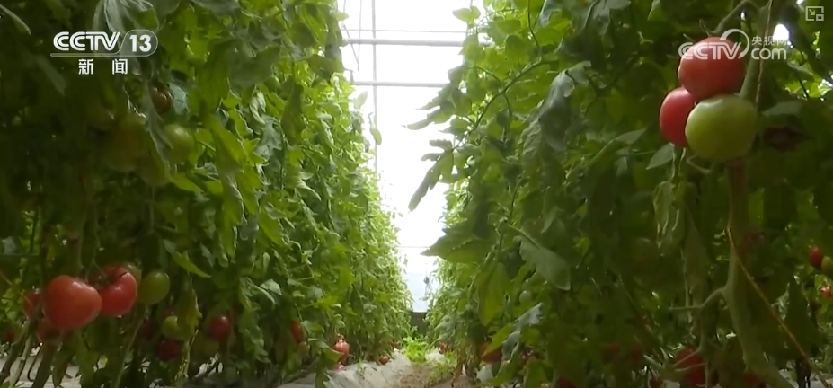 加大调货、预冷储藏运输百姓夏日餐桌新鲜蔬菜供应有基础(图15)