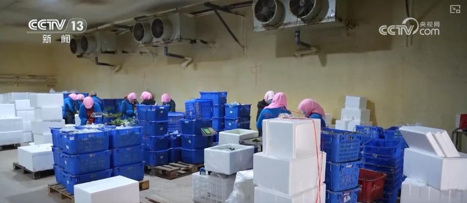 加大调货、预冷储藏运输百姓夏日餐桌新鲜蔬菜供应有基础(图16)