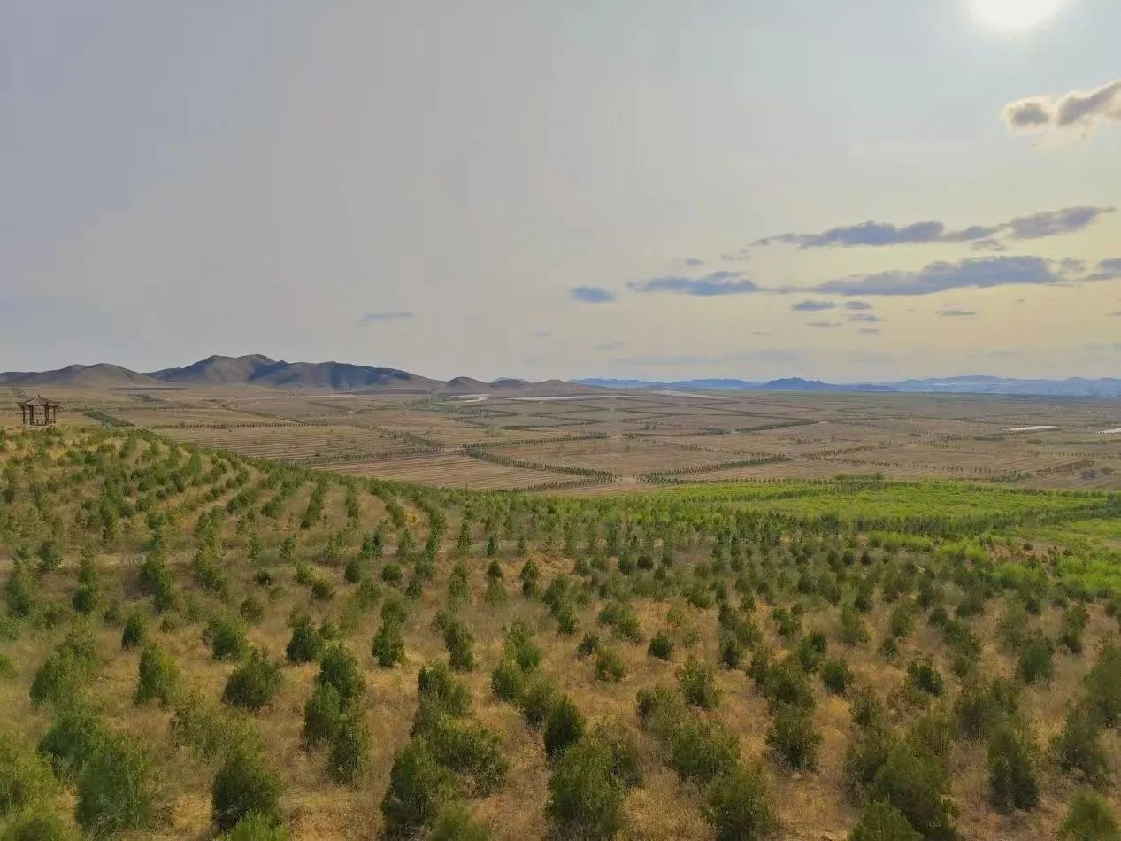 从荒漠到餐桌！山东土地集团深耕西北化身“绿色使者”(图1)
