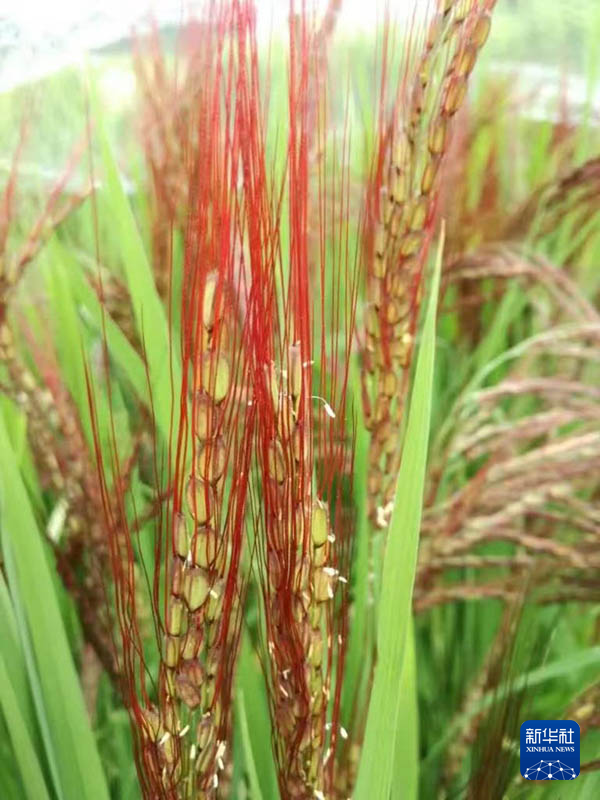 舌尖相通中国与东盟餐桌上的互惠故事(图1)