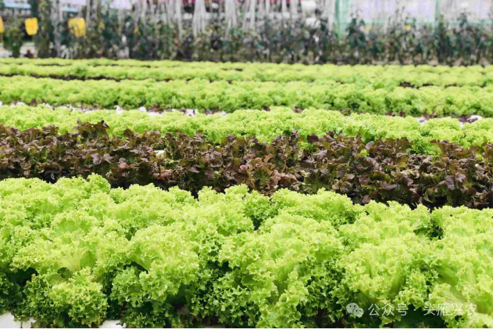 开云体育头雁故事顾凤君：用心耕耘成就“从田间到餐桌”(图2)