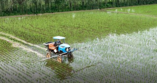 圣淳大米：科技赋能全产业链布局守护餐桌安全(图1)