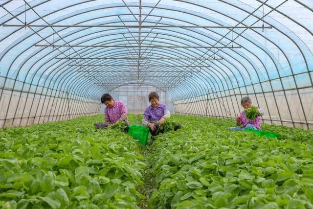 守“沪”百余所学校餐桌松江这个蔬菜基地采收正忙(图1)