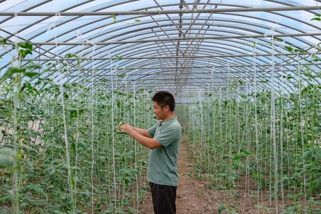 守“沪”百余所学校餐桌松江这个蔬菜基地采收正忙(图3)